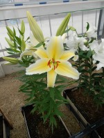 [5540 PO43 LUN 3452 No01.JPG]